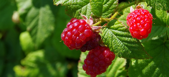 La culture des framboises